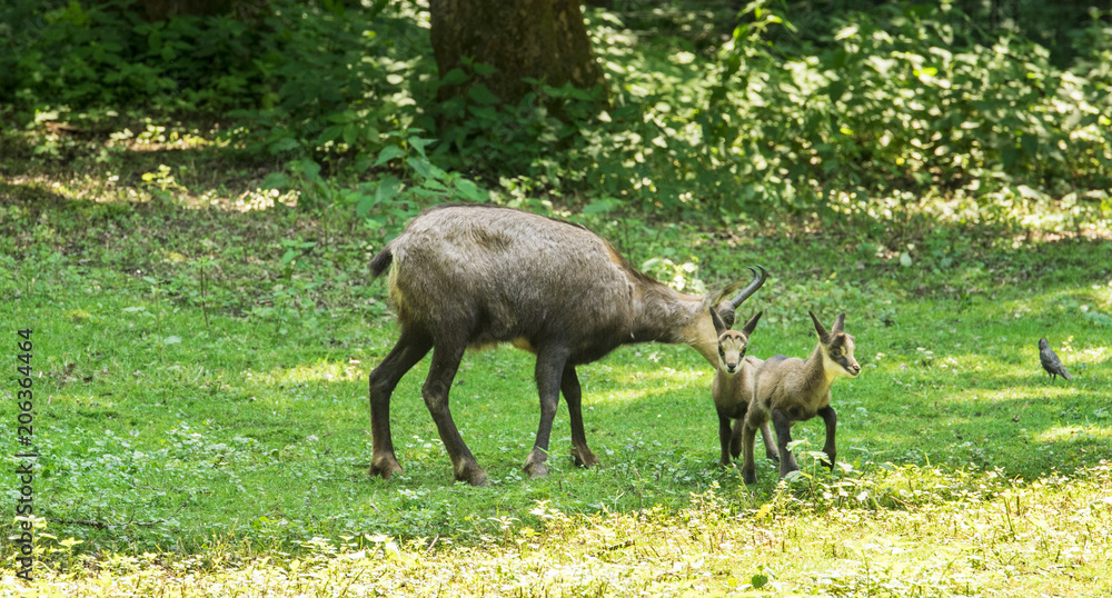 Chamois with child at the edge of the forest. Karlsruhe, Germany, Europe. Chamois with child at the edge of the forest. Karlsruhe, Germany, Europe.