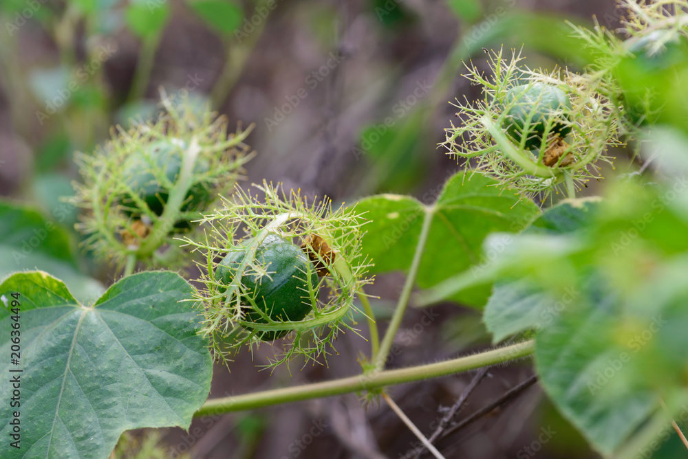 Passiflora foetida fruits in forest. Passiflora foetida fruits in forest.