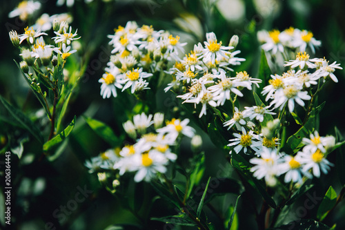 Daisywheel