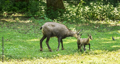 Chamois with child at the edge of the forest. Karlsruhe, Germany, Europe.