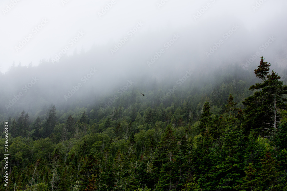 Fog over the forest