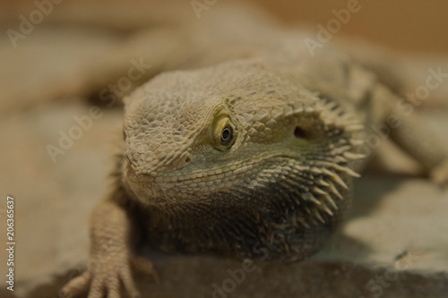 close-up photo of a Bearded Dragon under a heat lamp