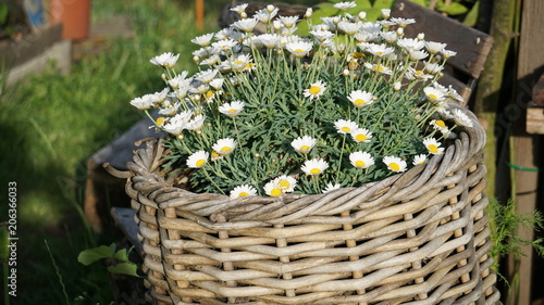 Fototapeta Naklejka Na Ścianę i Meble -  Korb. 