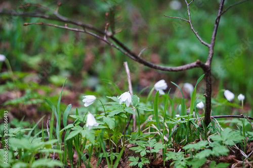 Flowers of snowdrops in Taganay National Park Russia