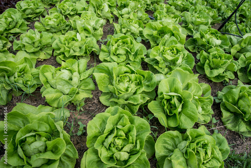 Fresh organic vegetables Fresh organic vegetables