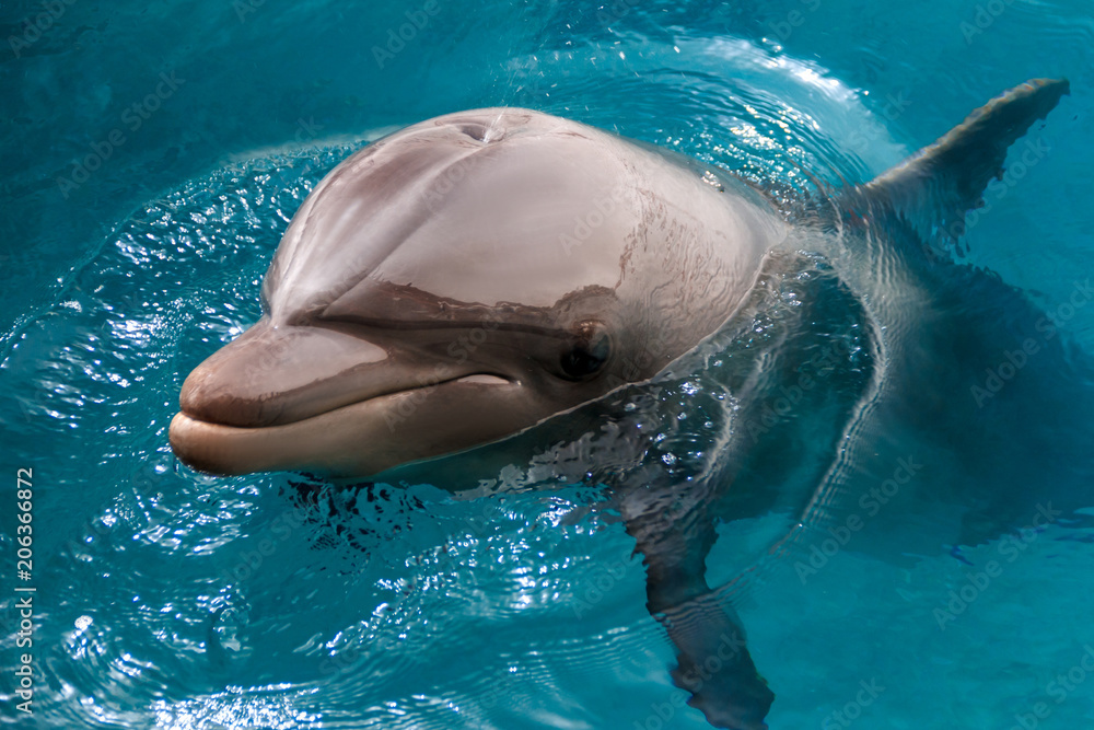 Fototapeta premium The yong Bottlenose dolphin is swimming in red sea