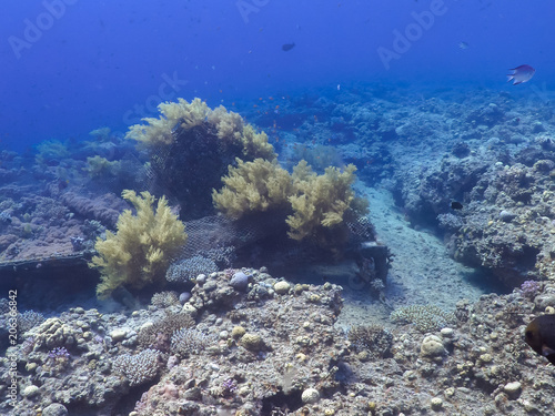 Fototapeta Naklejka Na Ścianę i Meble -  Diving in underwater coral reef world