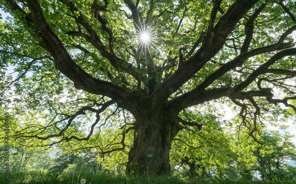 majestic old oak tree giving shade in the springtime