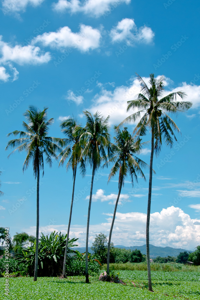 Coconut trees in the fields with beautiful sky.