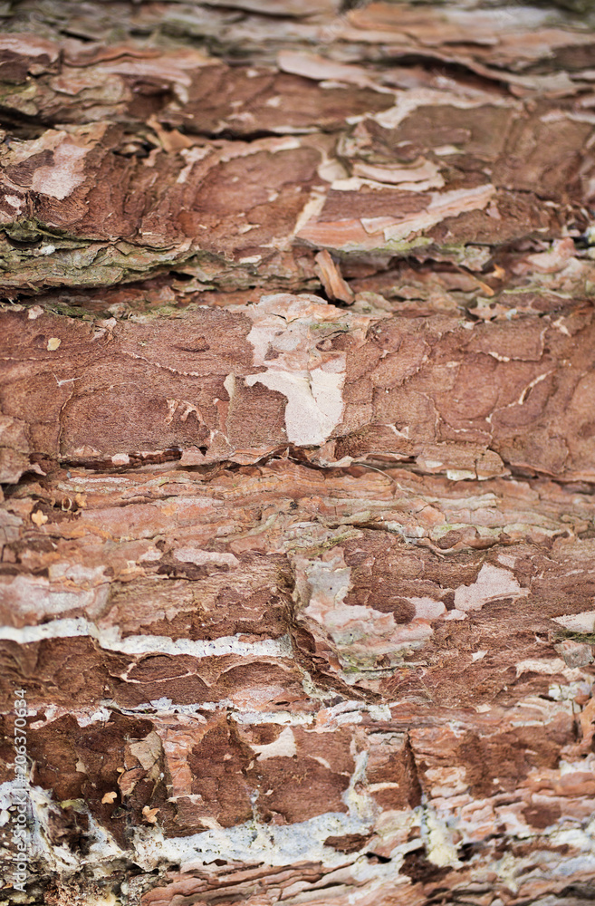 Fototapeta premium Real tree old wooden texture. Wood background with brown green structure. Natural forest rustic photo. Ecological pine bark.