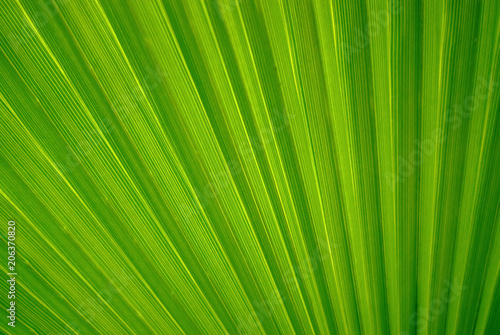 beautiful abstract bright green continuous plant background - fragment of a natural leaf of a palm tree