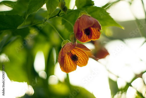 orange tropical flowers of Abutilon darwinii closeup in greenhouse on blurred background photo