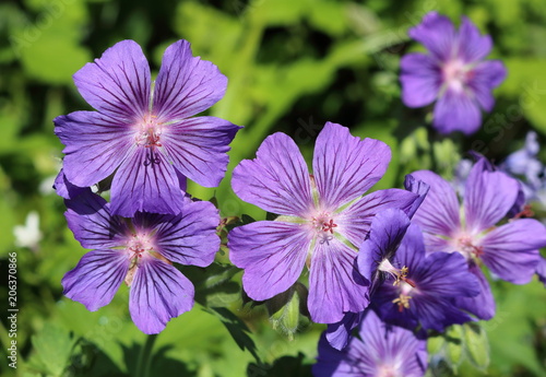 Blue geranium 