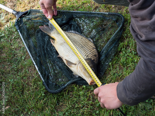 Measurement caught fish - carp on grass. photo