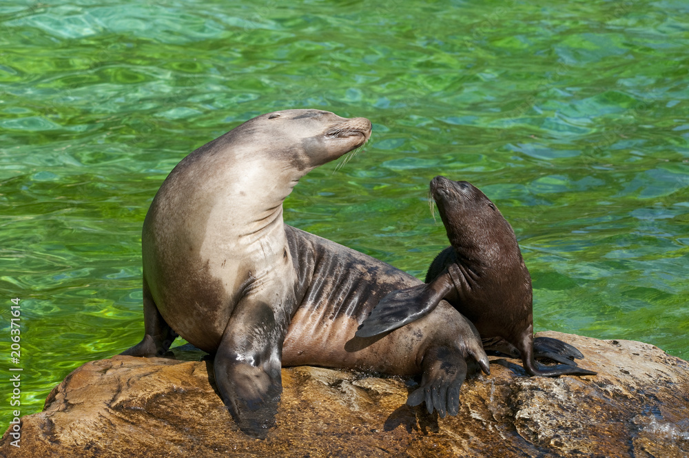 Naklejka premium Robben - Mutter und Jungtier