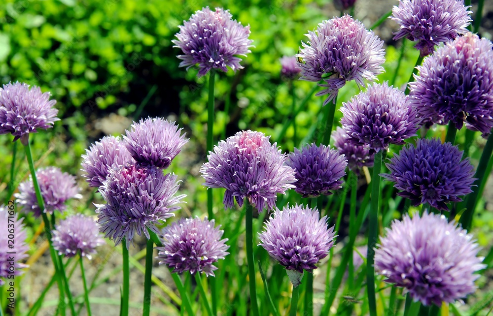 Purple flowers of chives ( Allium schoenoprasum) Purple flowers of chives ( Allium schoenoprasum)