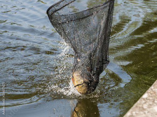 Fish in landing net just catched from the water photo