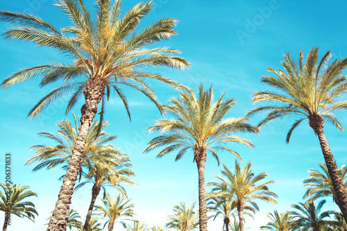 Travel  tourism  vacation  nature and summer holidays concept - palm trees  blue sky background