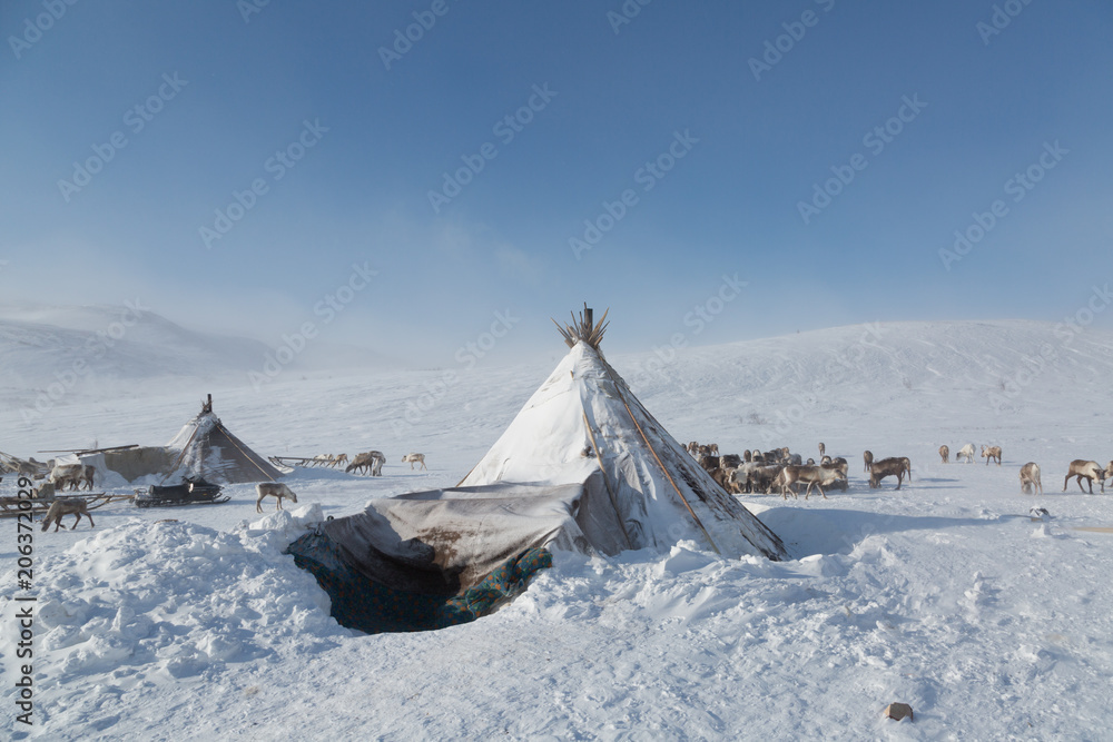 Nenets reindeer herders choom on a winter day