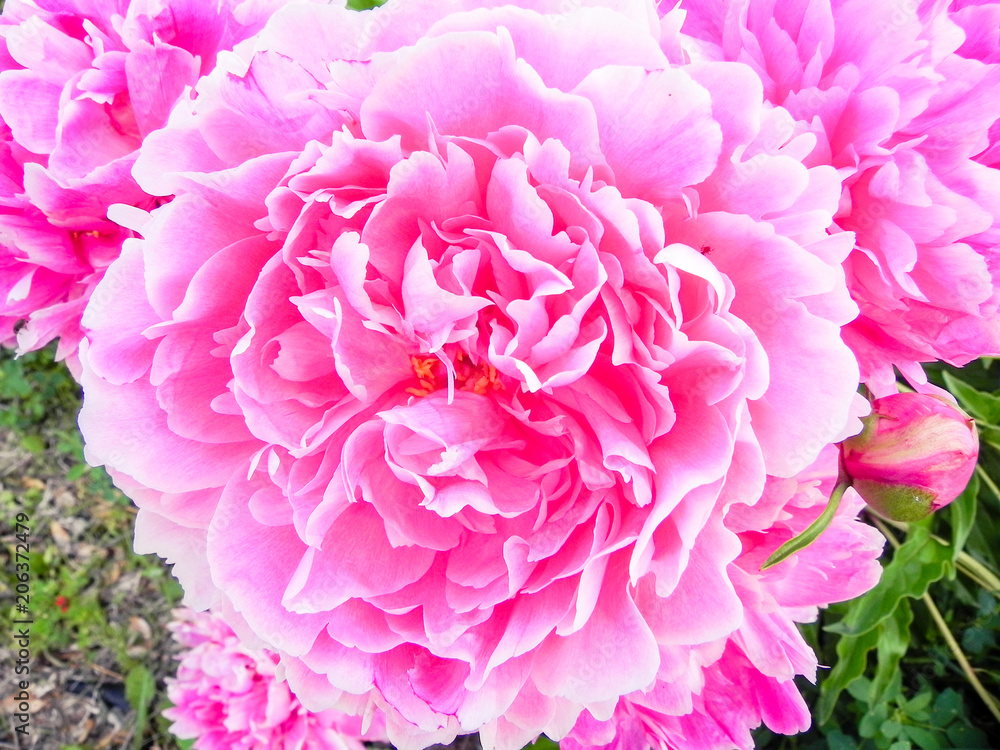 Pink Peony Macro close up Pink Peony Macro close up