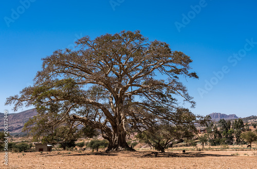 Äthiopien - Baum auf der Fahrt von Wukro zur Abraha Asbaha Kirche photo