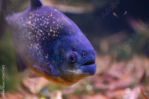 Red bellied piranha