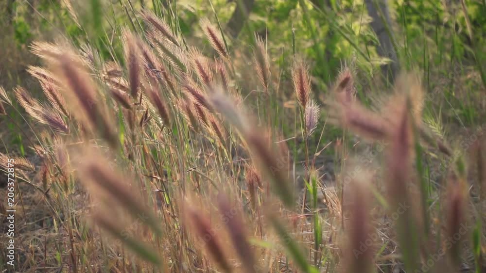 Slow motion the red ears of feather grass waving in the wind in the vineyards Slow motion the red ears of feather grass waving in the wind in the vineyards