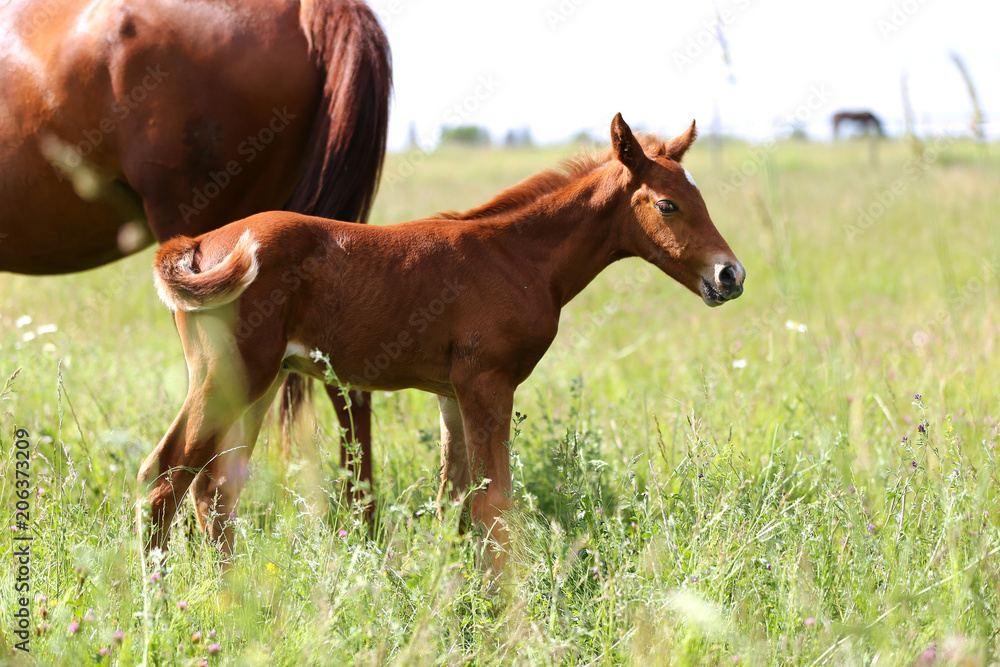 Summer landscape with one weeks old little foal Summer landscape with one weeks old little foal