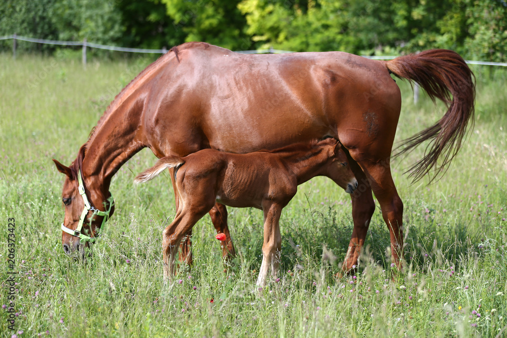 Farm animals grazing on pasture summertime Farm animals grazing on pasture summertime