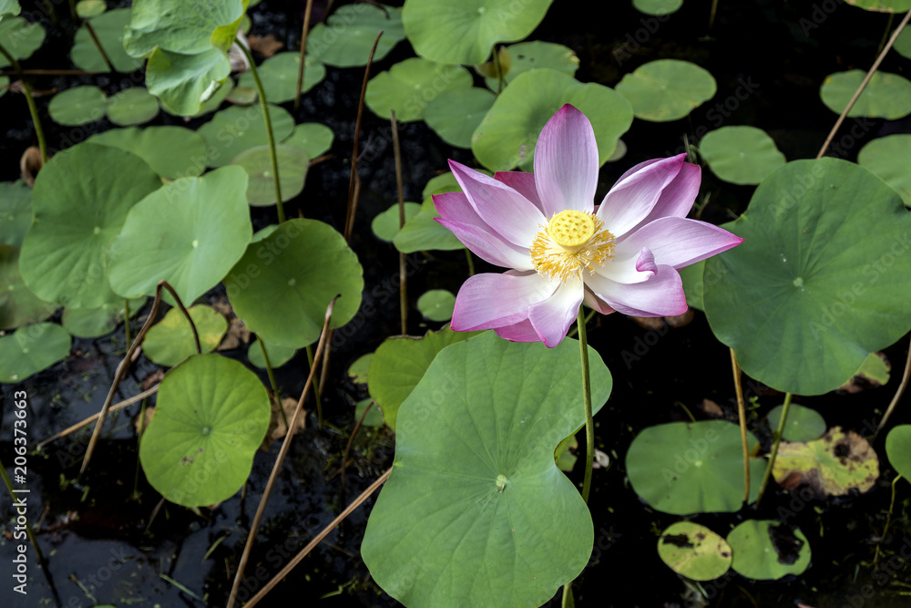 Lotus view from above on a lake Lotus view from above on a lake