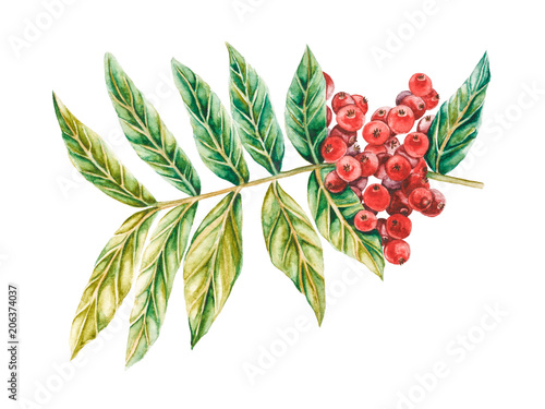 Lentisk watercolor illustration. Branch of mastic tree with red berries and leaves. Pistacia lentiscus isolated on white background. photo