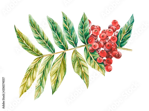 Lentisk watercolor illustration. Branch of mastic tree with red berries and leaves. Pistacia lentiscus isolated on white background.