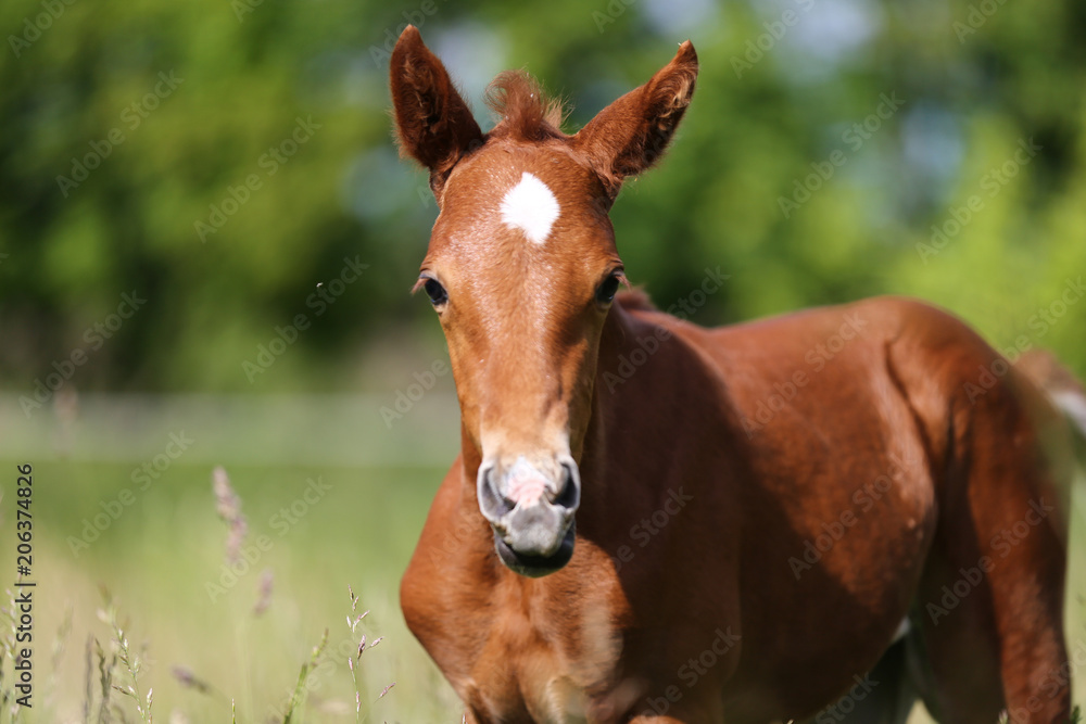 Fototapeta premium Little foal posing pasture for my cameras