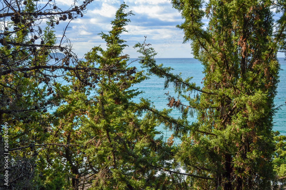 Fototapeta premium View of the sea from the mountain, where pine trees grow. Montenegro. The Budva Riviera. Becici