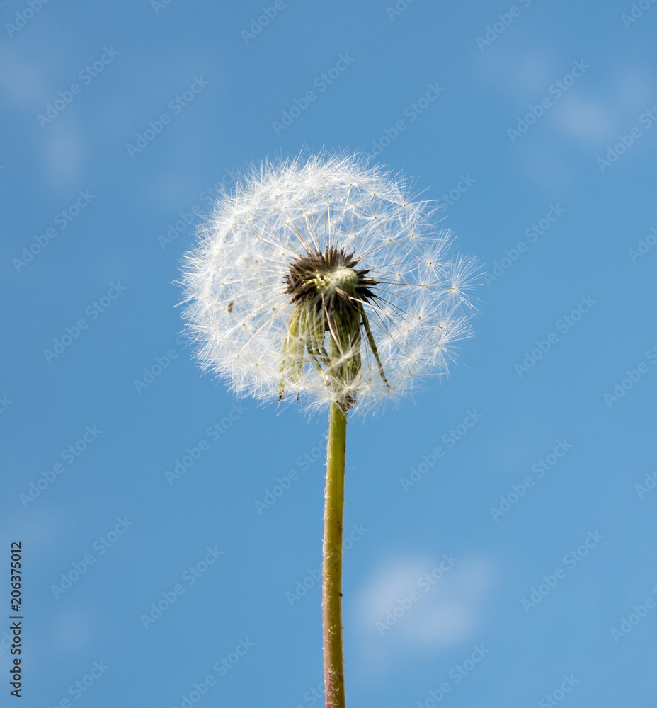 Dandelion Seed Head ,on blurry background,macro close-up