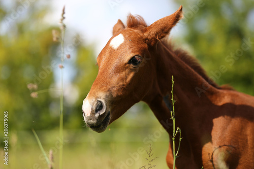 Extreme close up of a filly on meadow summertime