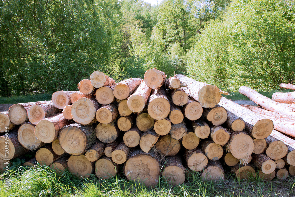 Harvesting of wood in the forest. Pile of wooden logs Harvesting of wood in the forest. Pile of wooden logs