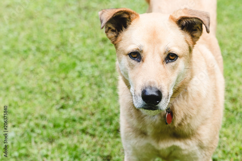 golden dog in grass