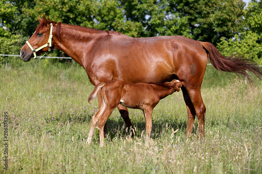 Mother and child together. Peaceful photo of young horses Mother and child together. Peaceful photo of young horses