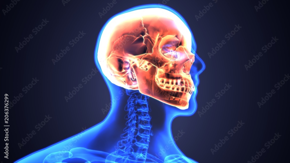3d illustration of Human Skull Anatomy Diagram | Periodic
3d illustration of Human Skull Anatomy Diagram | Periodic
