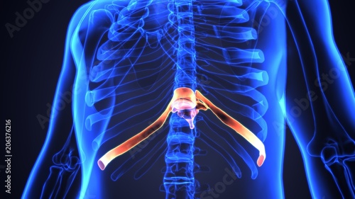 3d illustration of human body spinal bone parts anatomy