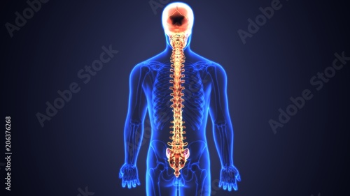 Tableau sur toile 3d illustration of Skull With Spinal Cord Anatomy