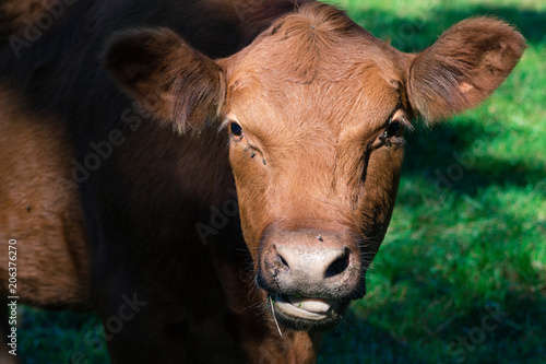 cow face