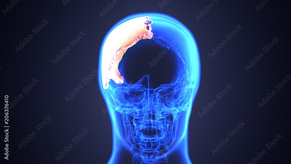 3D illustration of skull anatomy - part of human skeleton medical concept. 3D illustration of skull anatomy - part of human skeleton medical concept.