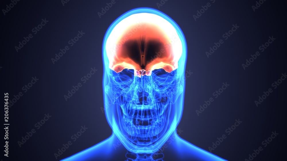 3D illustration of skull anatomy - part of human skeleton medical concept. 3D illustration of skull anatomy - part of human skeleton medical concept.