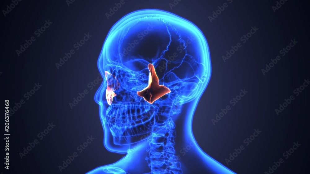 3D illustration of Mandible - Part of Human Skeleton.
3D illustration of Mandible - Part of Human Skeleton.