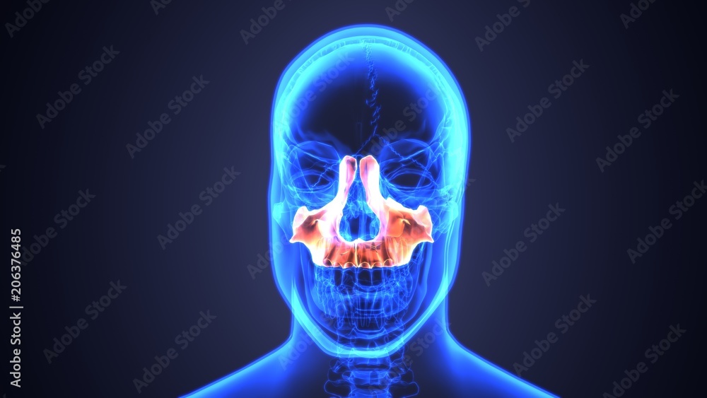 3d illustration of Sinusitis . of human skull with inflamed at sinus .
3d illustration of Sinusitis . of human skull with inflamed at sinus .
