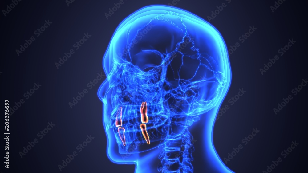 skeleton and teeth anatomy. Medical accurate 3D illustration skeleton and teeth anatomy. Medical accurate 3D illustration