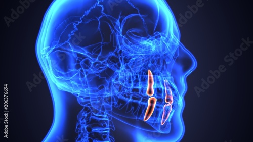 skeleton and teeth anatomy. Medical accurate 3D illustration