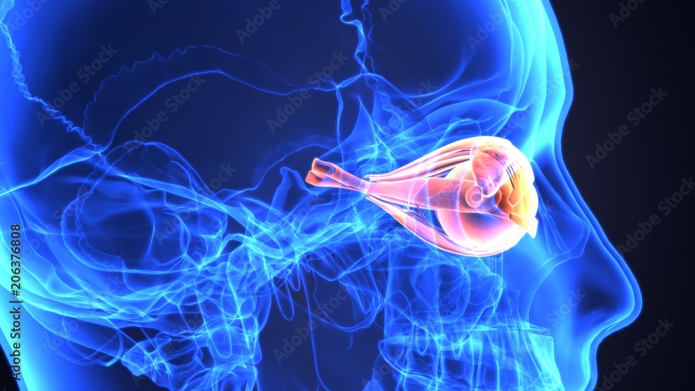 3d illustration human body eye anatomy Stock Illustration | Adobe Stock